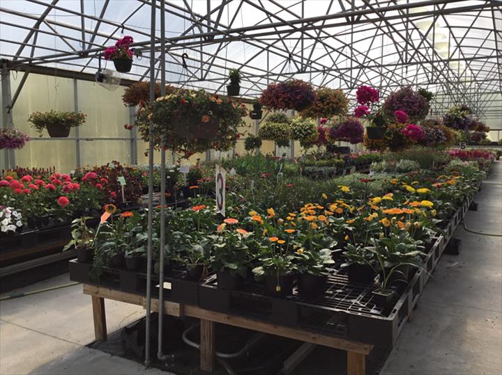 Homestead Greenhouse Greenhouse Crofton, KY