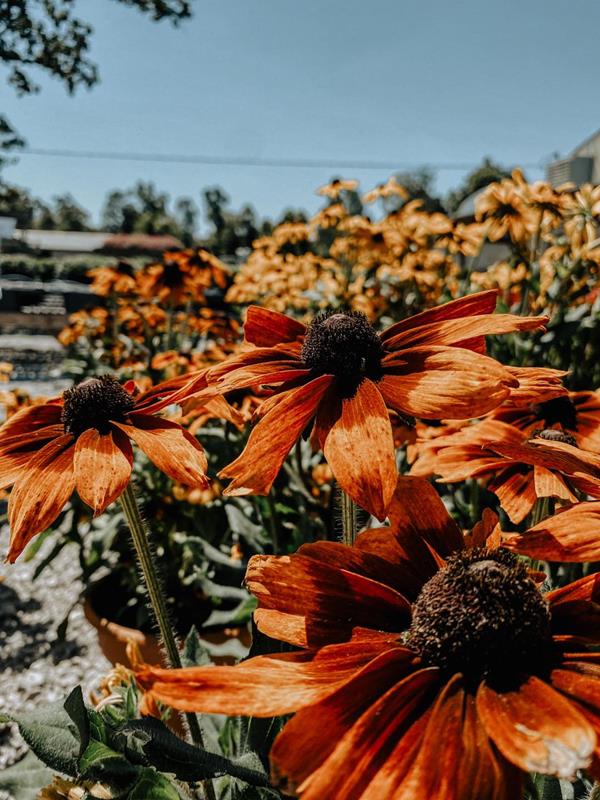 Homestead Greenhouse Crofton, KY