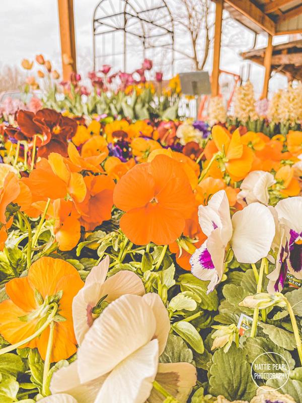Homestead Greenhouse Crofton, KY