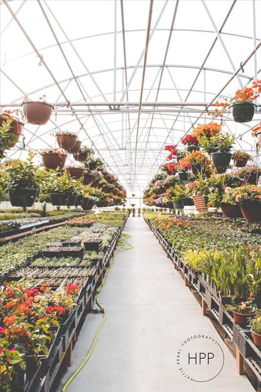 Homestead Greenhouse Crofton, KY