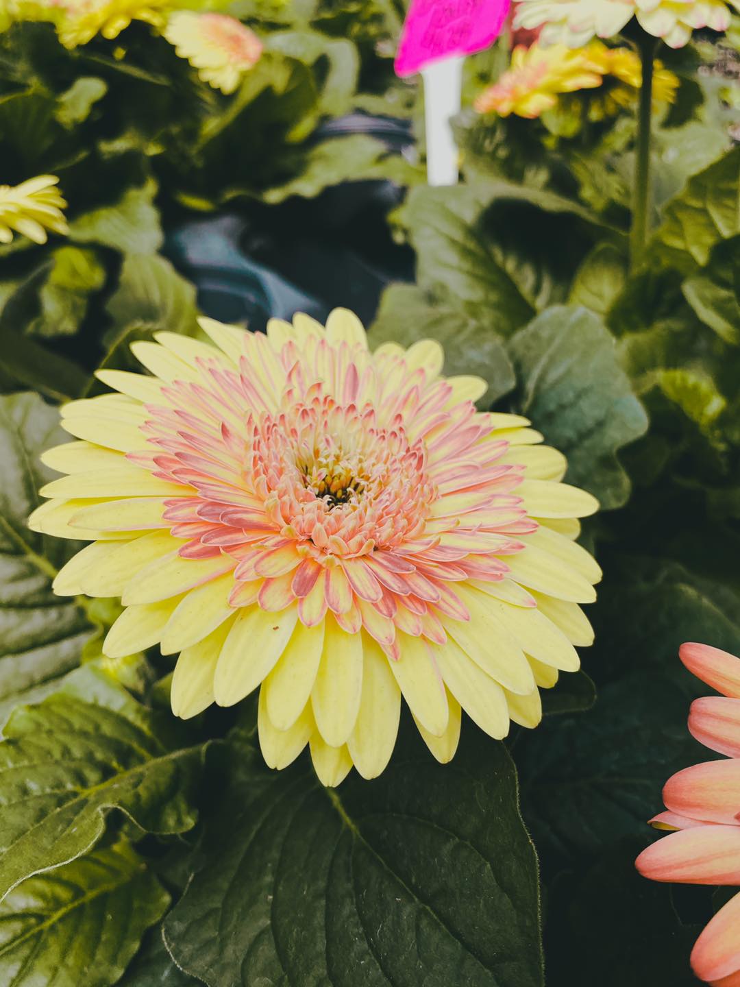 Homestead Greenhouse Crofton, KY