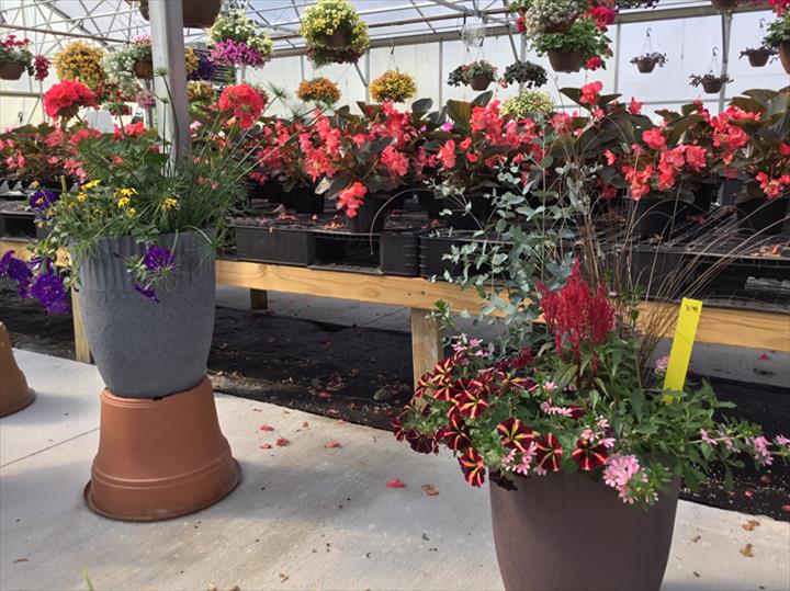 Homestead Greenhouse Crofton, KY