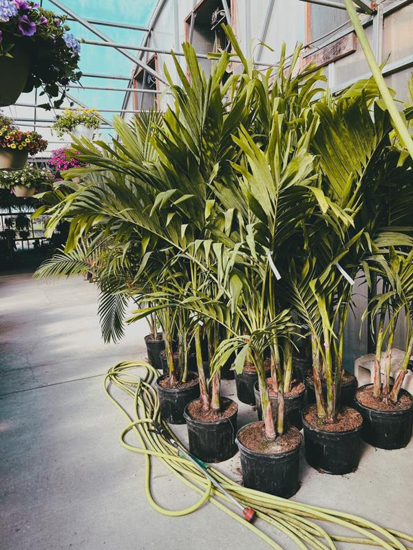 Homestead Greenhouse Crofton, KY