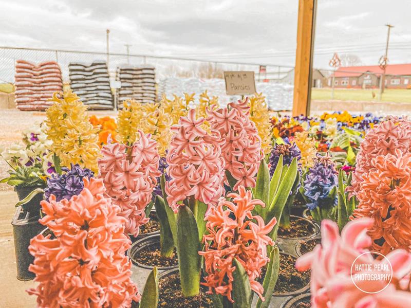 Homestead Greenhouse Crofton, KY