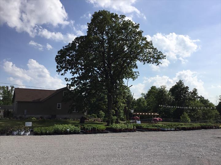 Homestead Greenhouse Crofton, KY