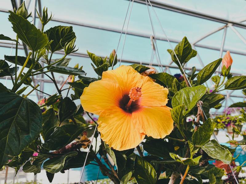 Homestead Greenhouse Crofton, KY